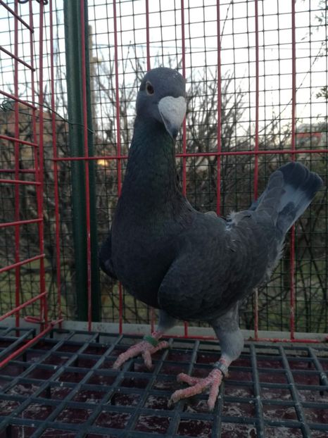  - De vanzare Februarie 2021