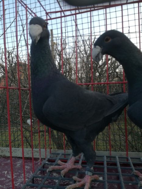  - De vanzare Februarie 2021