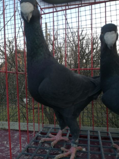  - De vanzare Februarie 2021