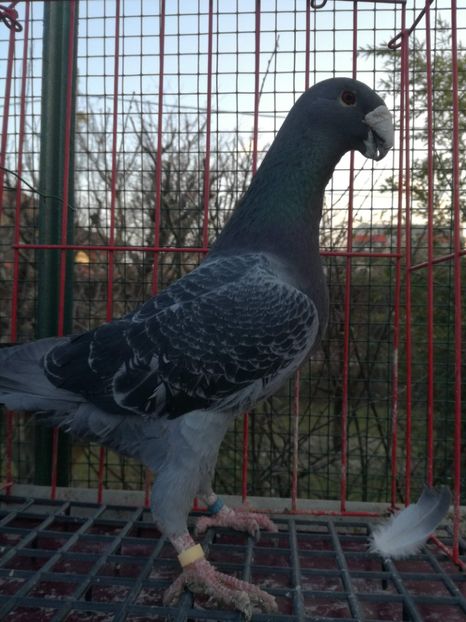  - De vanzare Februarie 2021