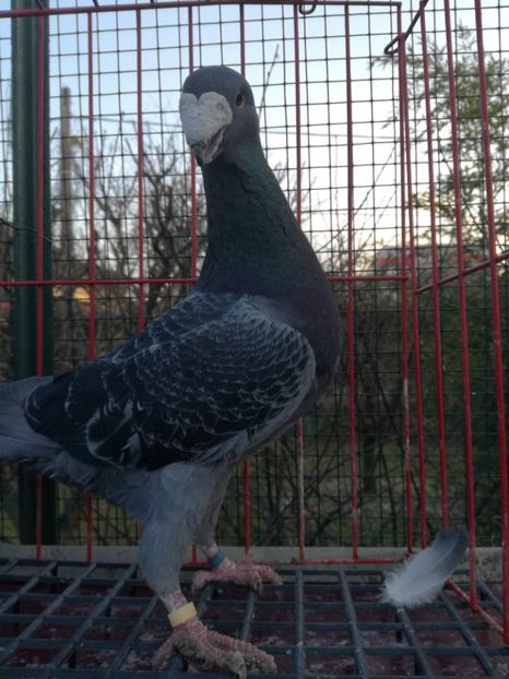  - De vanzare Februarie 2021