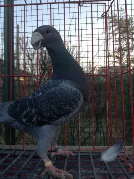  - De vanzare Februarie 2021