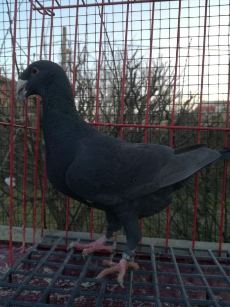  - De vanzare Februarie 2021