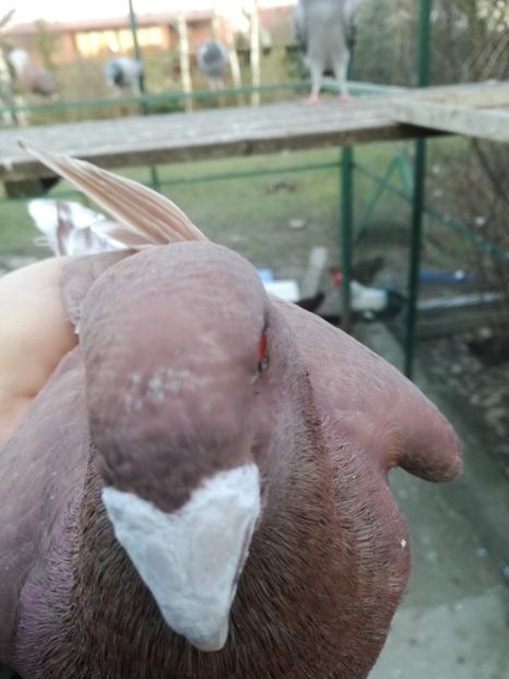  - De vanzare Februarie 2021