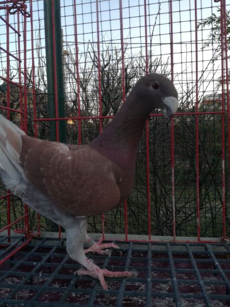  - De vanzare Februarie 2021