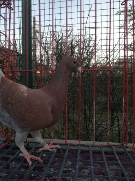  - De vanzare Februarie 2021