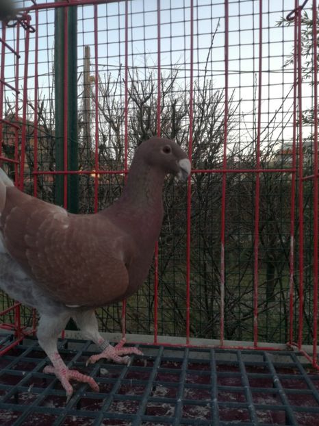  - De vanzare Februarie 2021