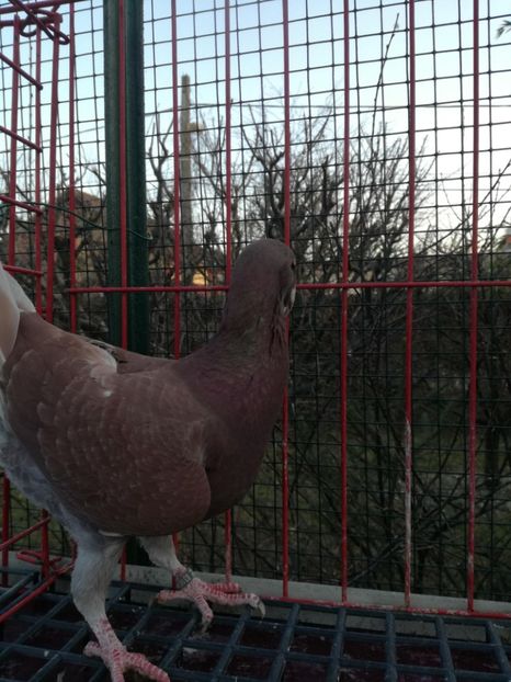  - De vanzare Februarie 2021