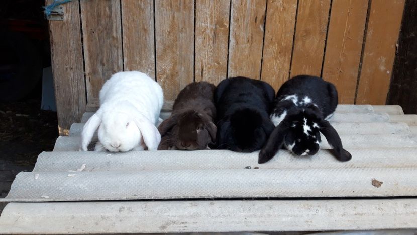  - Iepuri berbec german rasa pură!