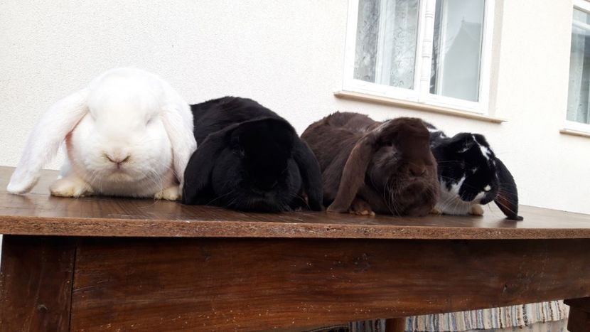  - Iepuri berbec german rasa pură!