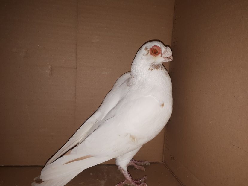 M 2020 - K _ carunculați 2021