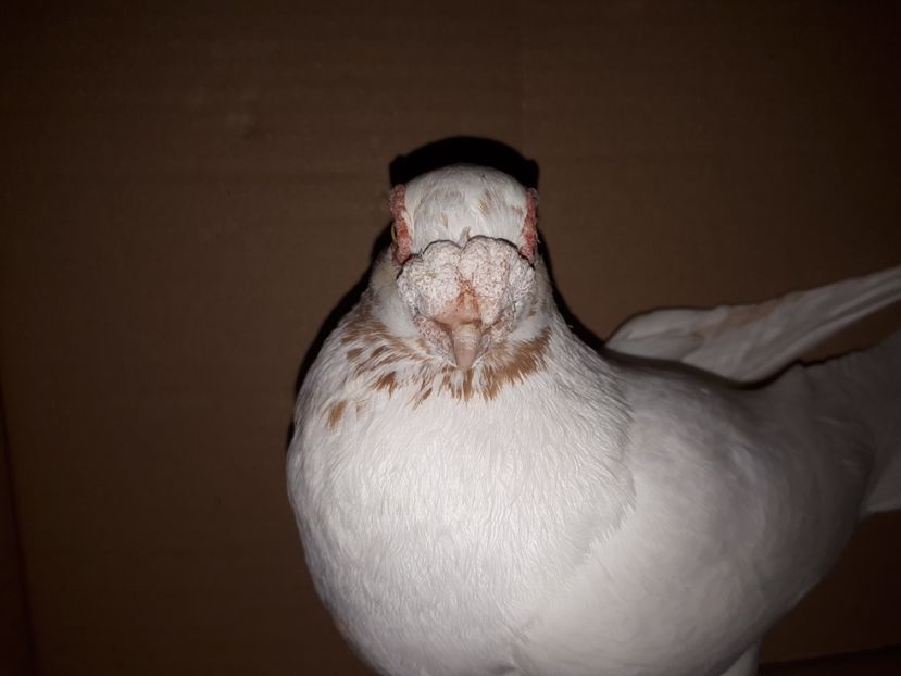  - K _ carunculați 2021