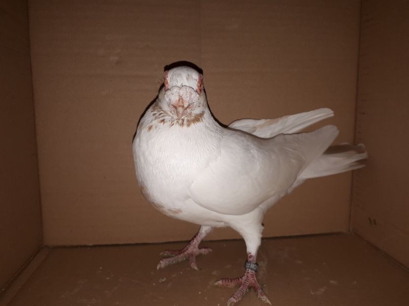  - K _ carunculați 2021