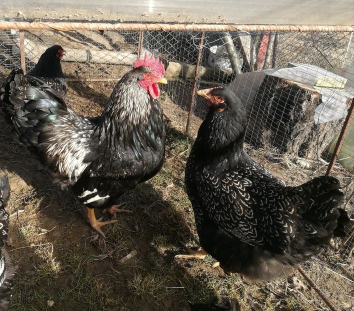  - Barnevelder silver dublu dantelat 2021