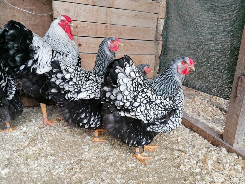  - Wyandotte Argintiu