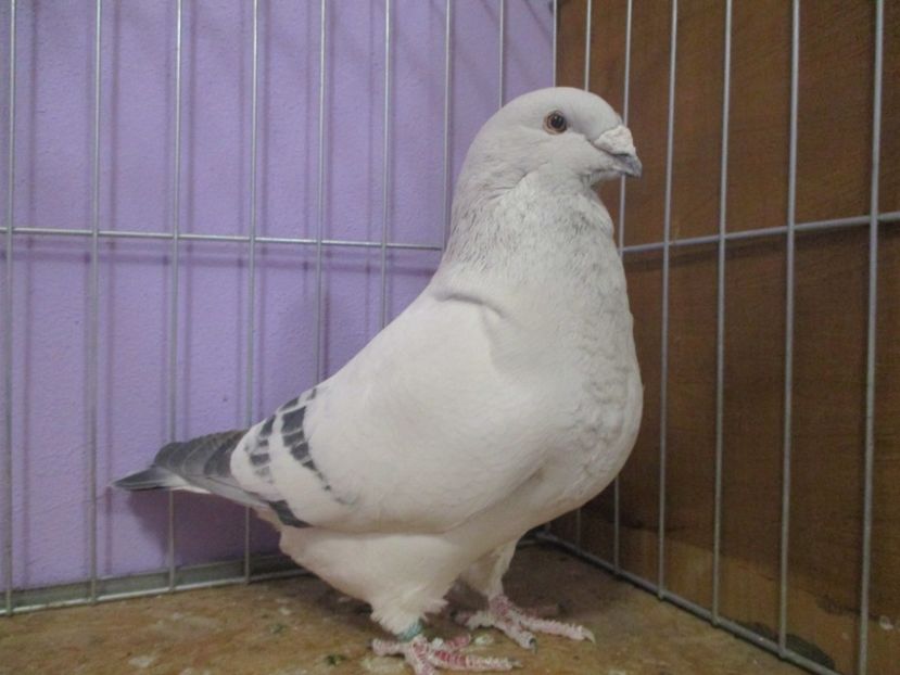 10260-19 - Masculi 2021