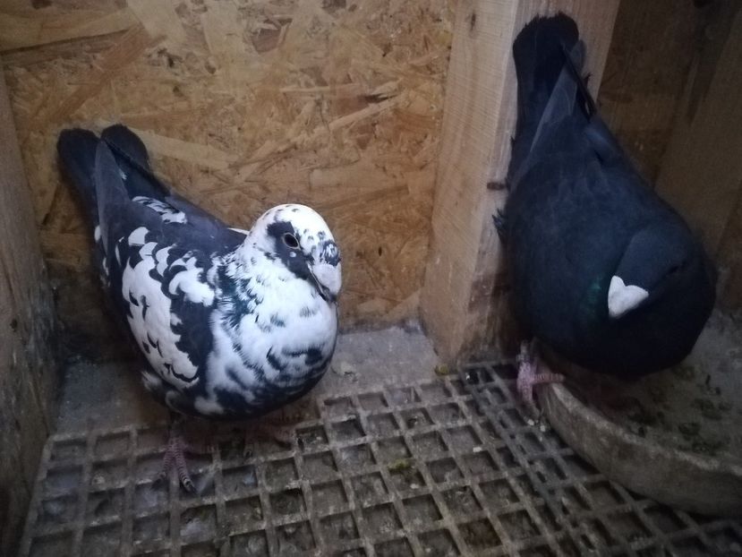  - Matca germani 2021