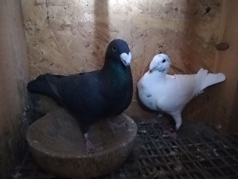  - Matca germani 2021