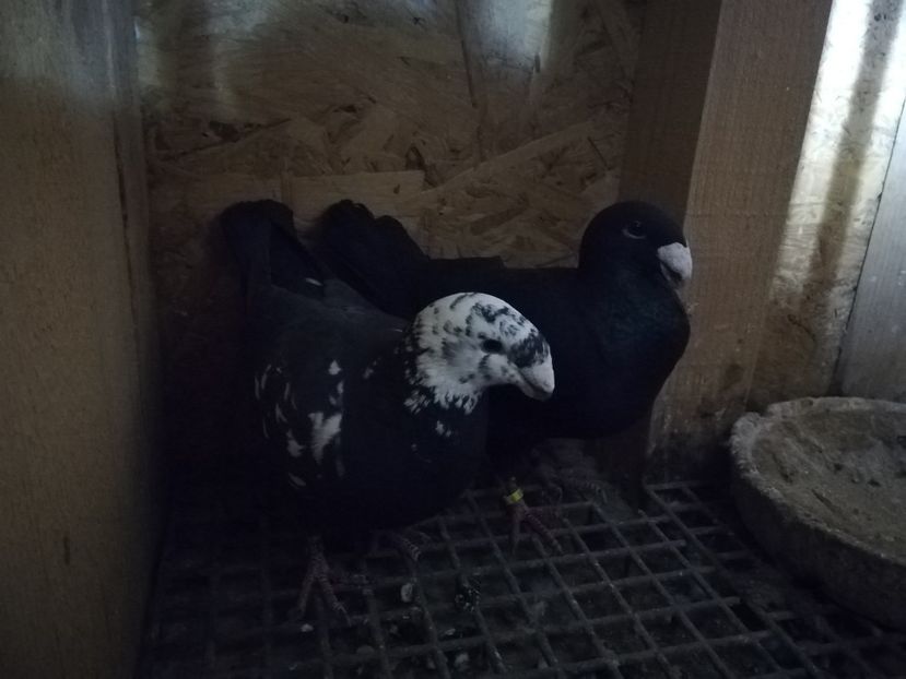  - Matca germani 2021