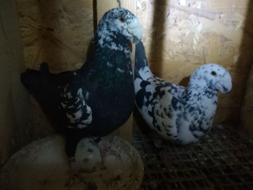  - Matca germani 2021