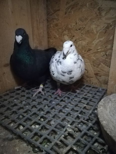  - Matca germani 2021