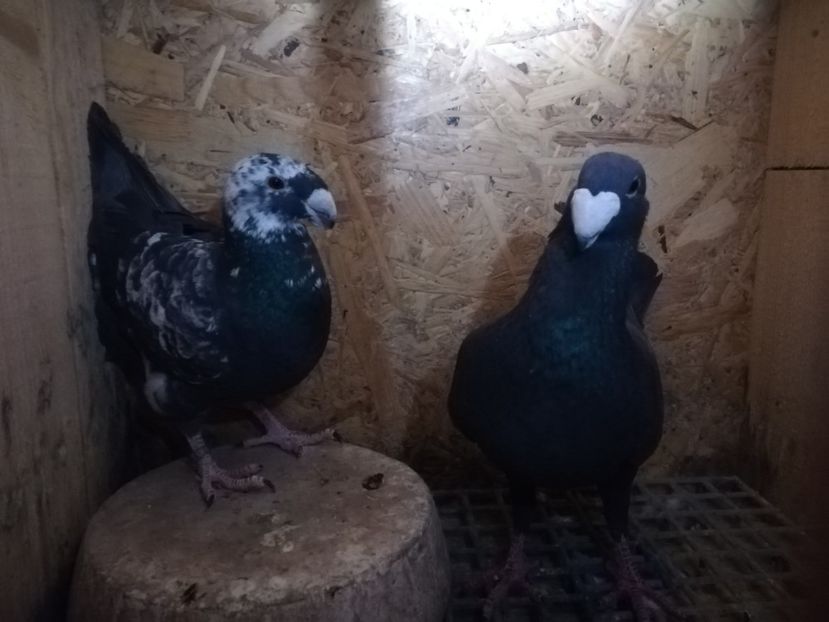  - Matca germani 2021