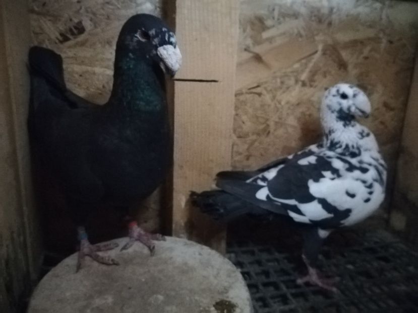  - Matca germani 2021