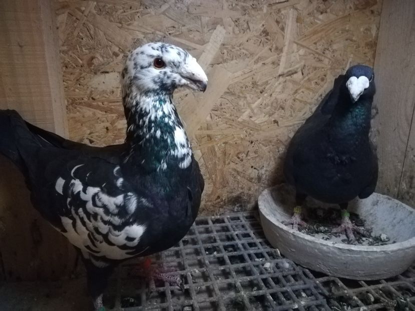  - Matca germani 2021