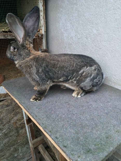 70D67D7A-6DC3-417D-9687-7D0AE0B69E0A - RO 8-3055