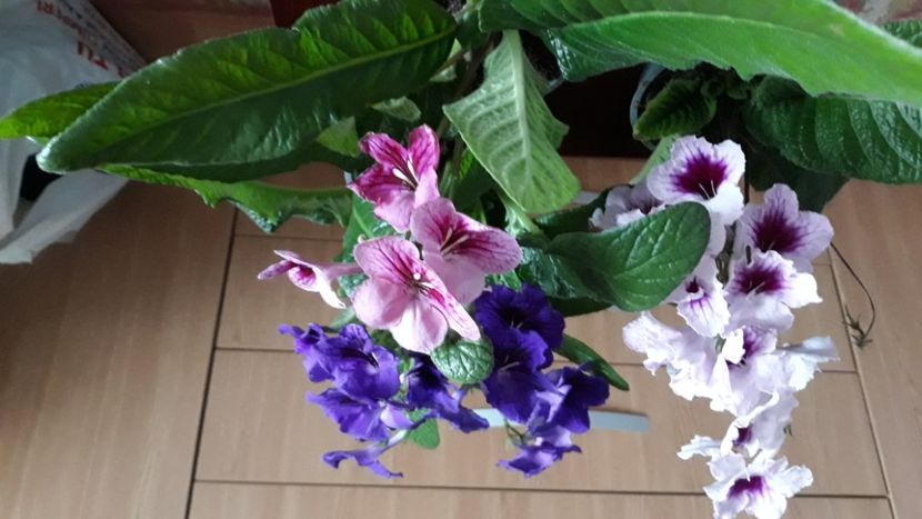  - STREPTOCARPUS