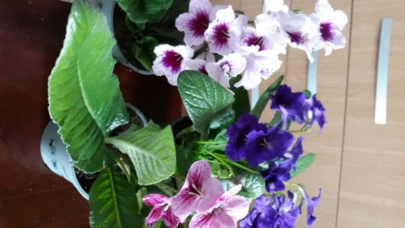  - STREPTOCARPUS