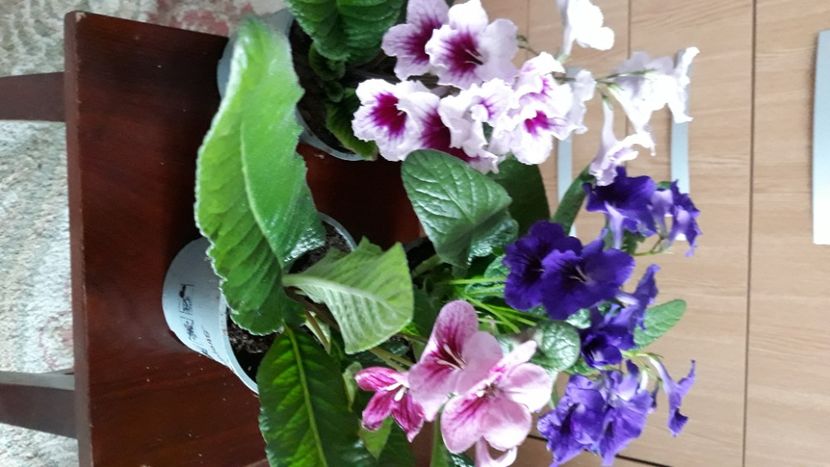 - STREPTOCARPUS