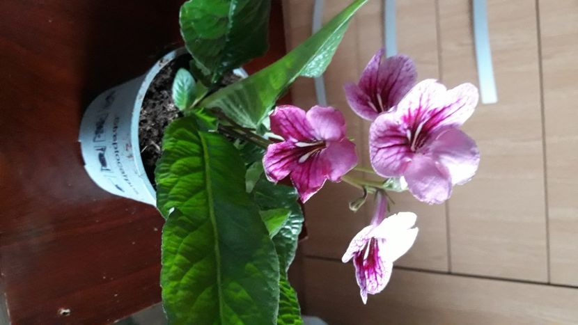 - STREPTOCARPUS