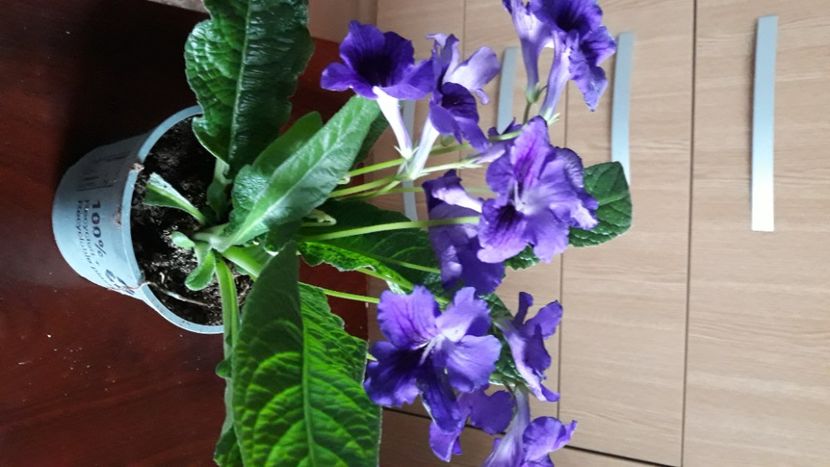  - STREPTOCARPUS