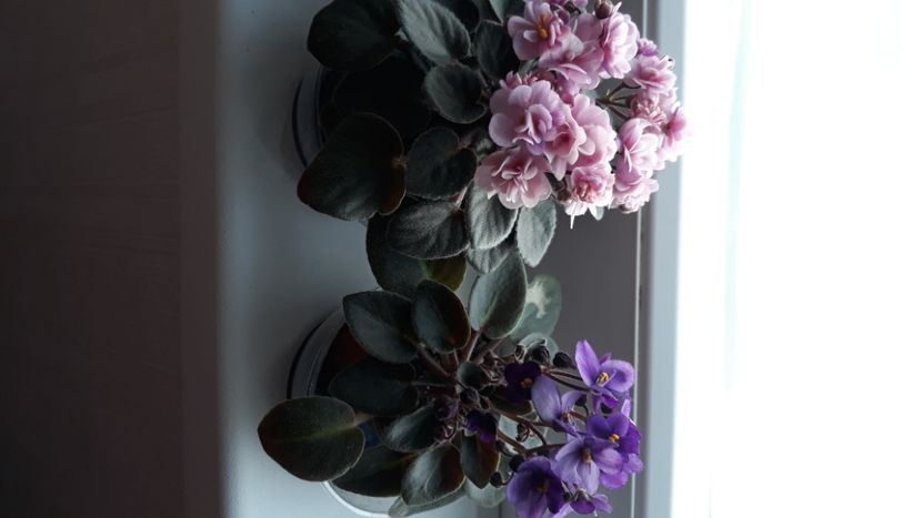  - Violete Africane