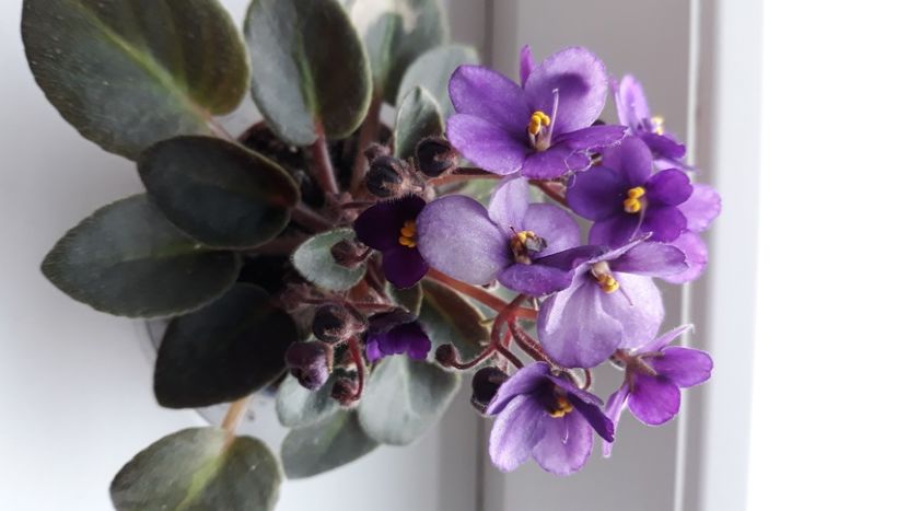  - Violete Africane