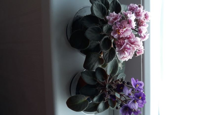  - Violete Africane