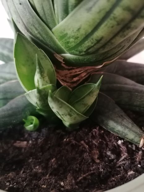  - Pui sansevieria