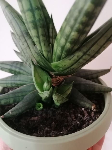  - Pui sansevieria