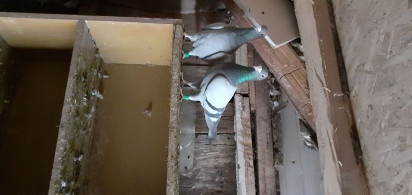  - PORUMBEI VANDUTI 2