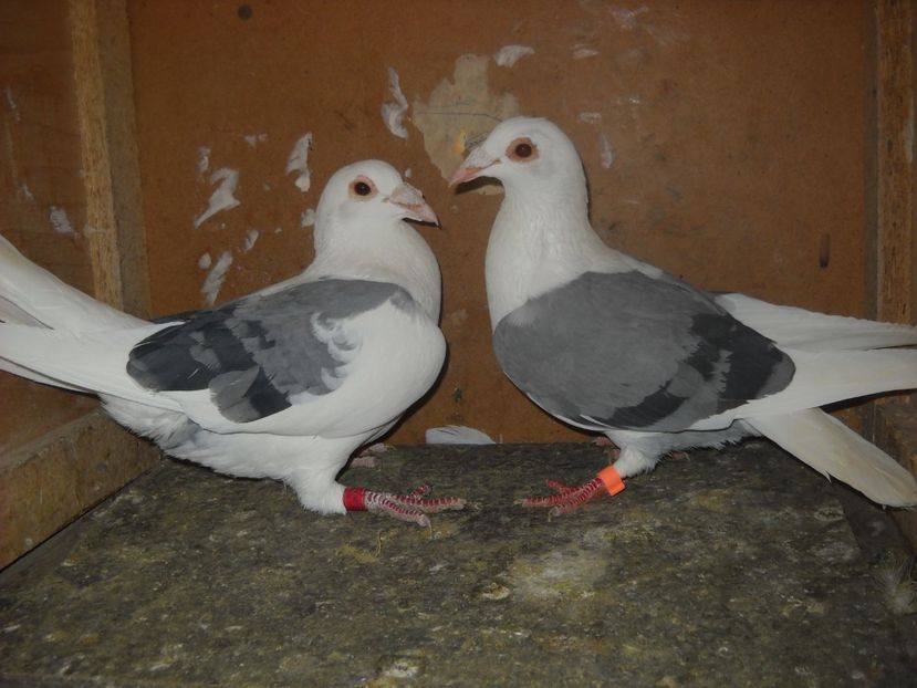 10 - UNDEVA IN SUCEAVA arhiva