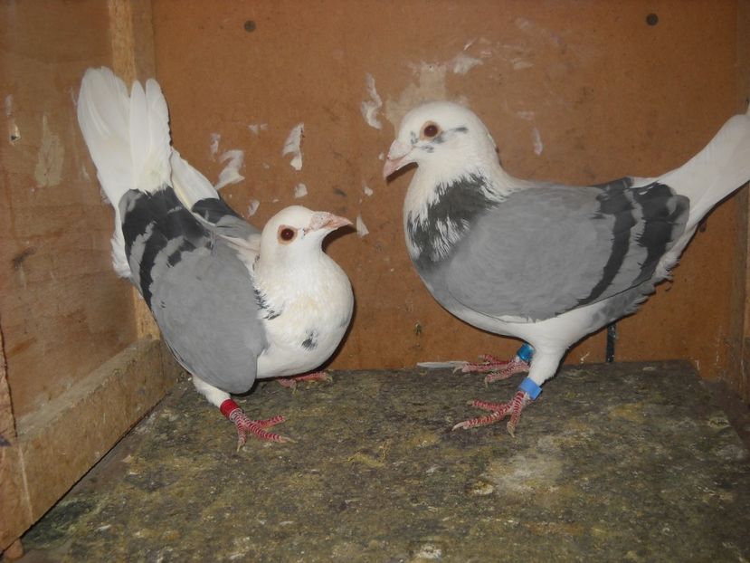 8 - UNDEVA IN SUCEAVA arhiva