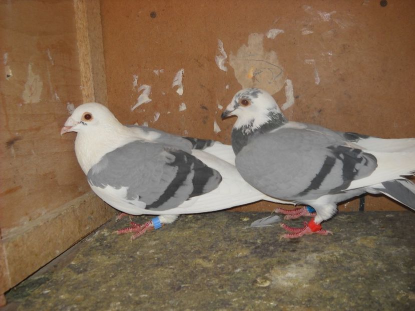 9 - UNDEVA IN SUCEAVA arhiva