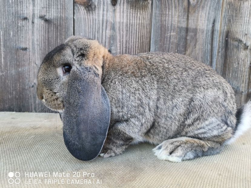 02.03.2021 - MASCUL_3_AGOUTI
