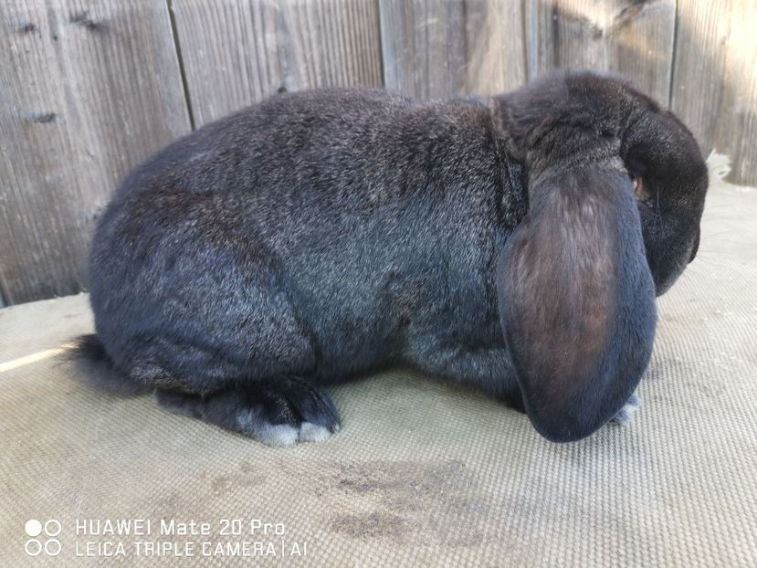 02.03.2021 - MASCUL_2_GRI_FIER