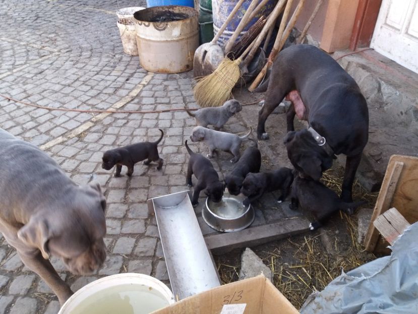 8 pui la o luna ! - Pui Cane Corso