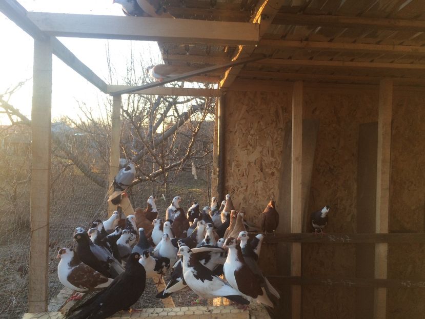 173C438D-28BD-4AC5-B7C9-4551A833FBD1 - De prin volieră