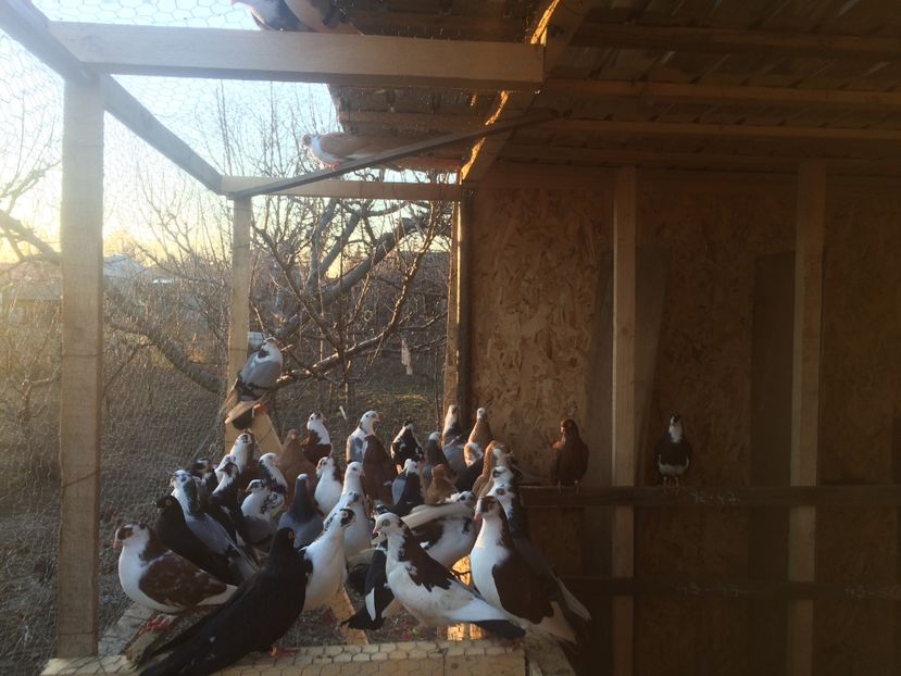 57FC44B2-0B3F-47D6-86F0-5D2F561A4EAA - De prin volieră