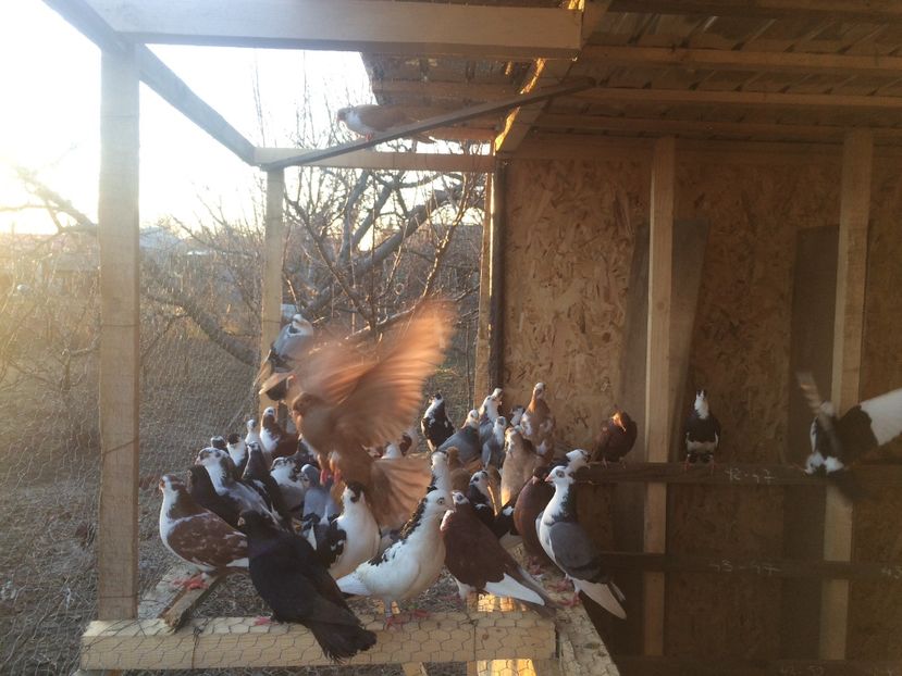 211BF45A-B2B5-44A8-B736-64B74EEA9515 - De prin volieră