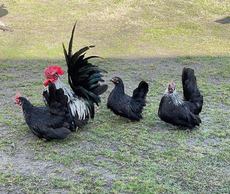 7E92E9F5-AB9C-4479-B9BD-7DDEA4F25D9C - Sebright-auriu și Serama